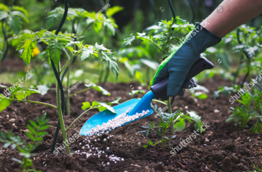 stock-photo-farmer-giving-granulated-fertilizer-to-young-tomato-plants-hand-in-glove-holding-shovel-and-1087283084
